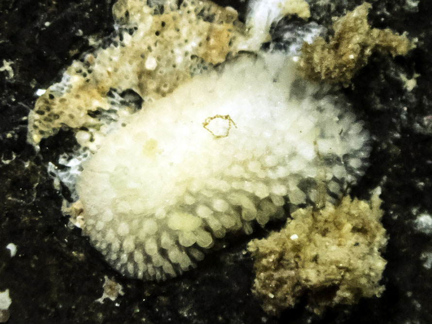 Onchidoris muricata